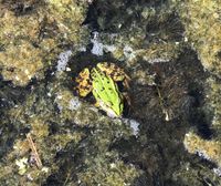 Frosch